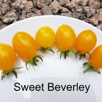 Sweet Beverley